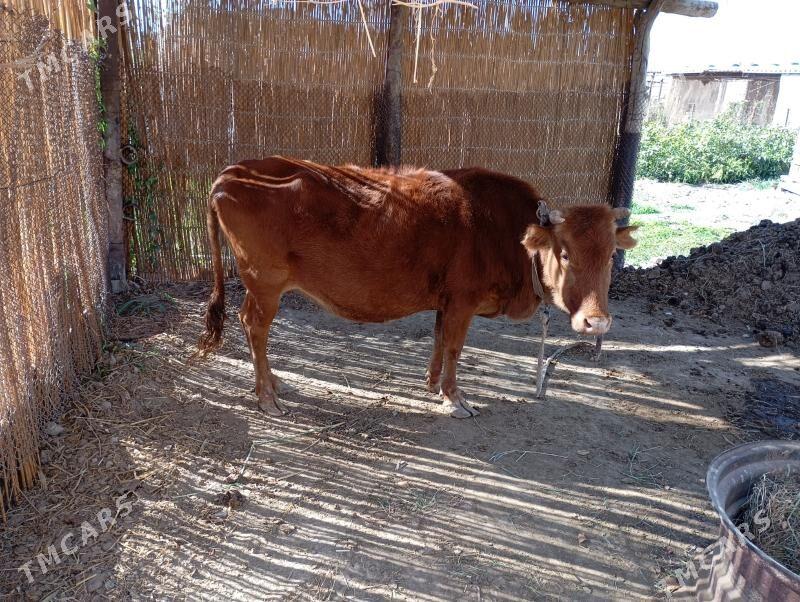 sygyr - Mary - img 3