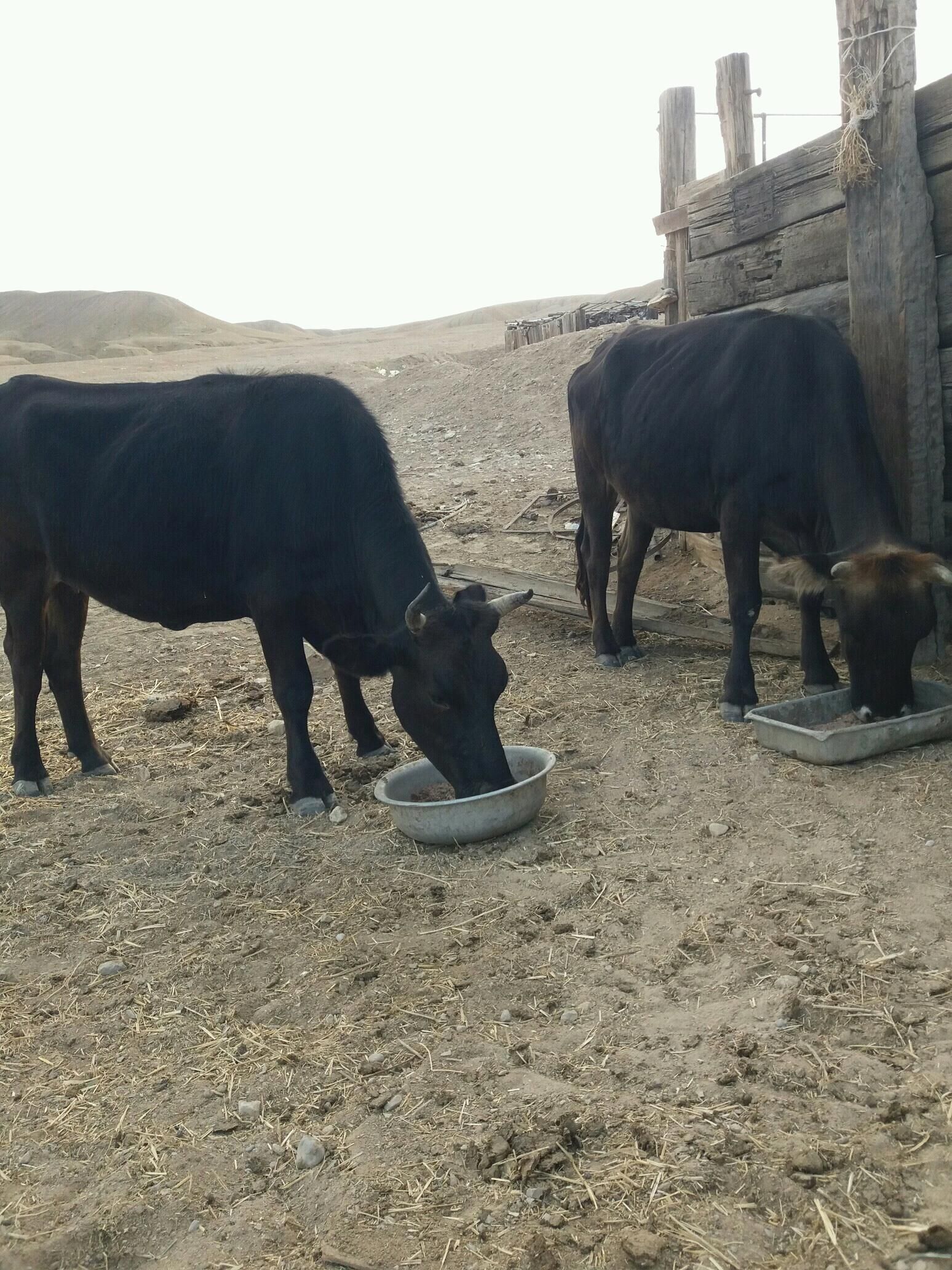 öküz sygyr - Türkmenbaşy - img 5