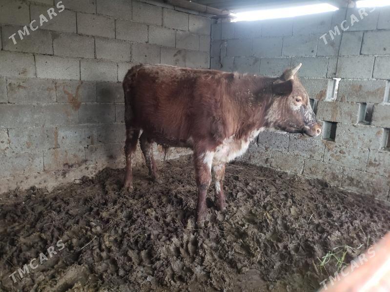 okuz - Aşgabat - img 2