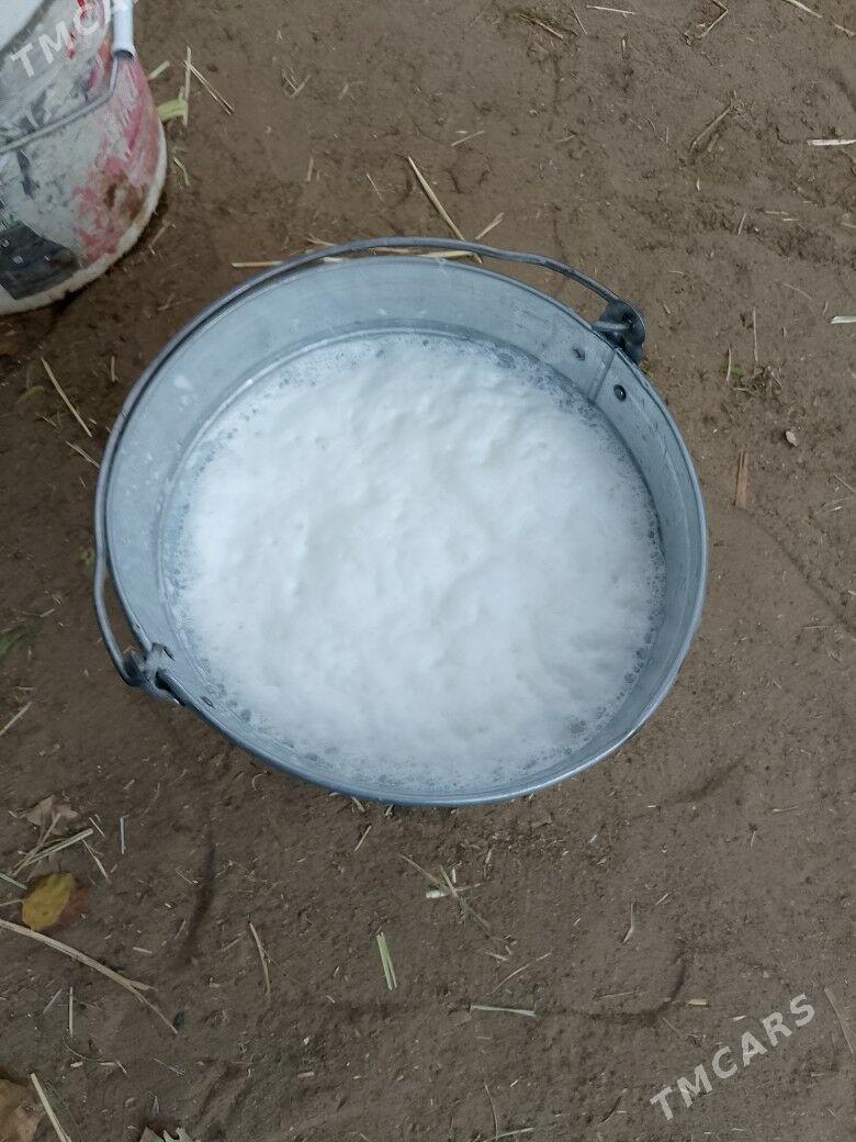 Göleli sygyr - Çoganly - img 5