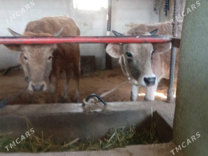 okizler - Büzmeýin - img 2