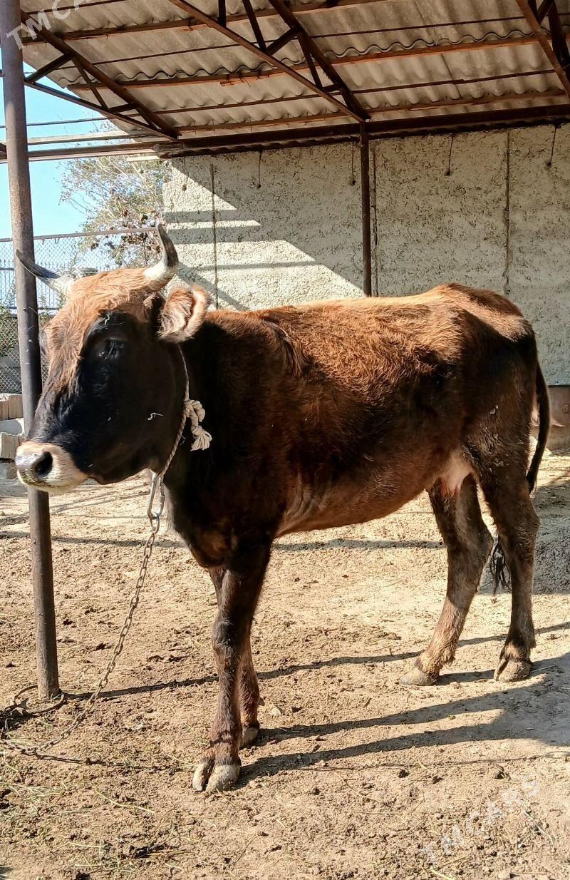 2 Gysyr sygyr (1guzlan) - Bäherden - img 3