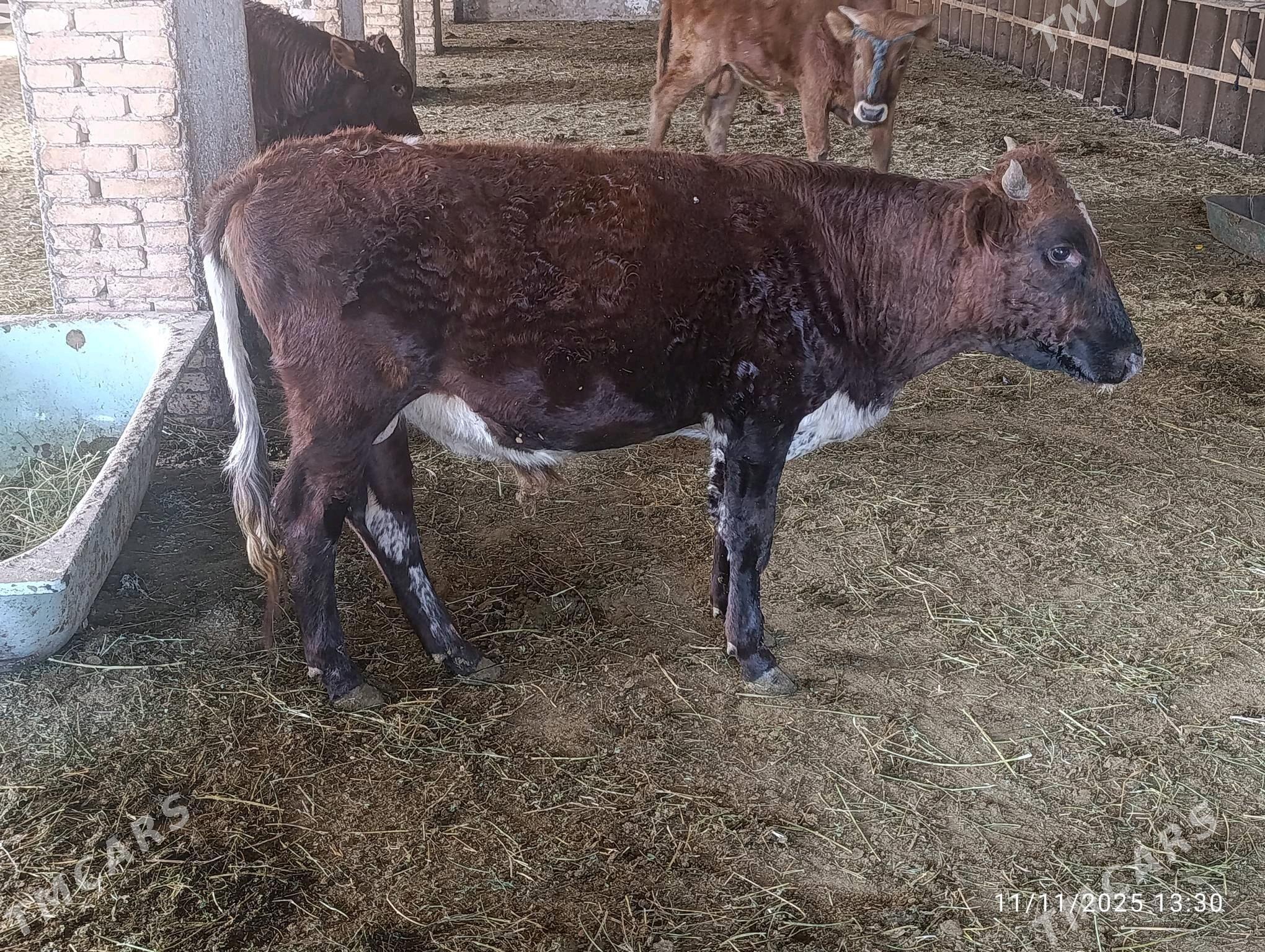 okuz - Ýolöten - img 5