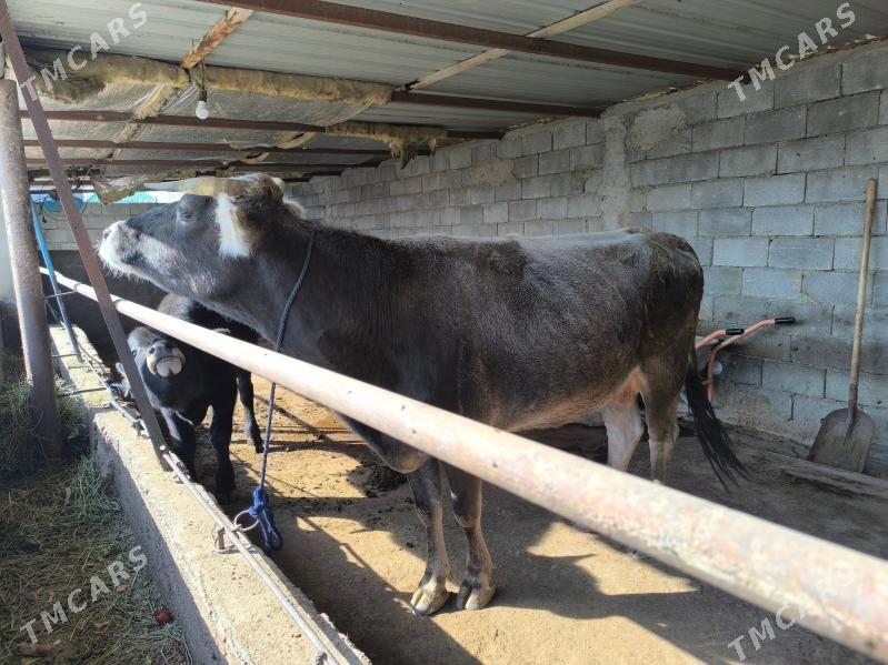 sygyr - Херрикгала - img 5