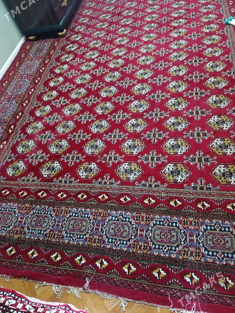 haly - 11 mkr - img 1