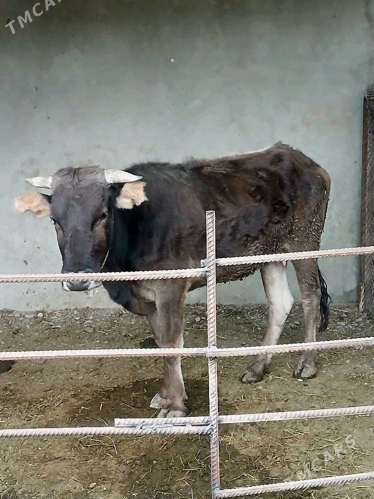 2 Gysyr sygyr (1guzlan) - Bäherden - img 4