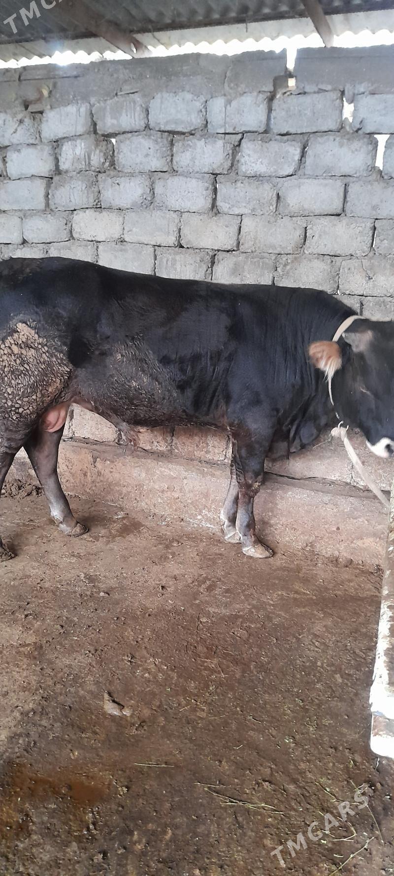 okuz - Гарадамак - img 2