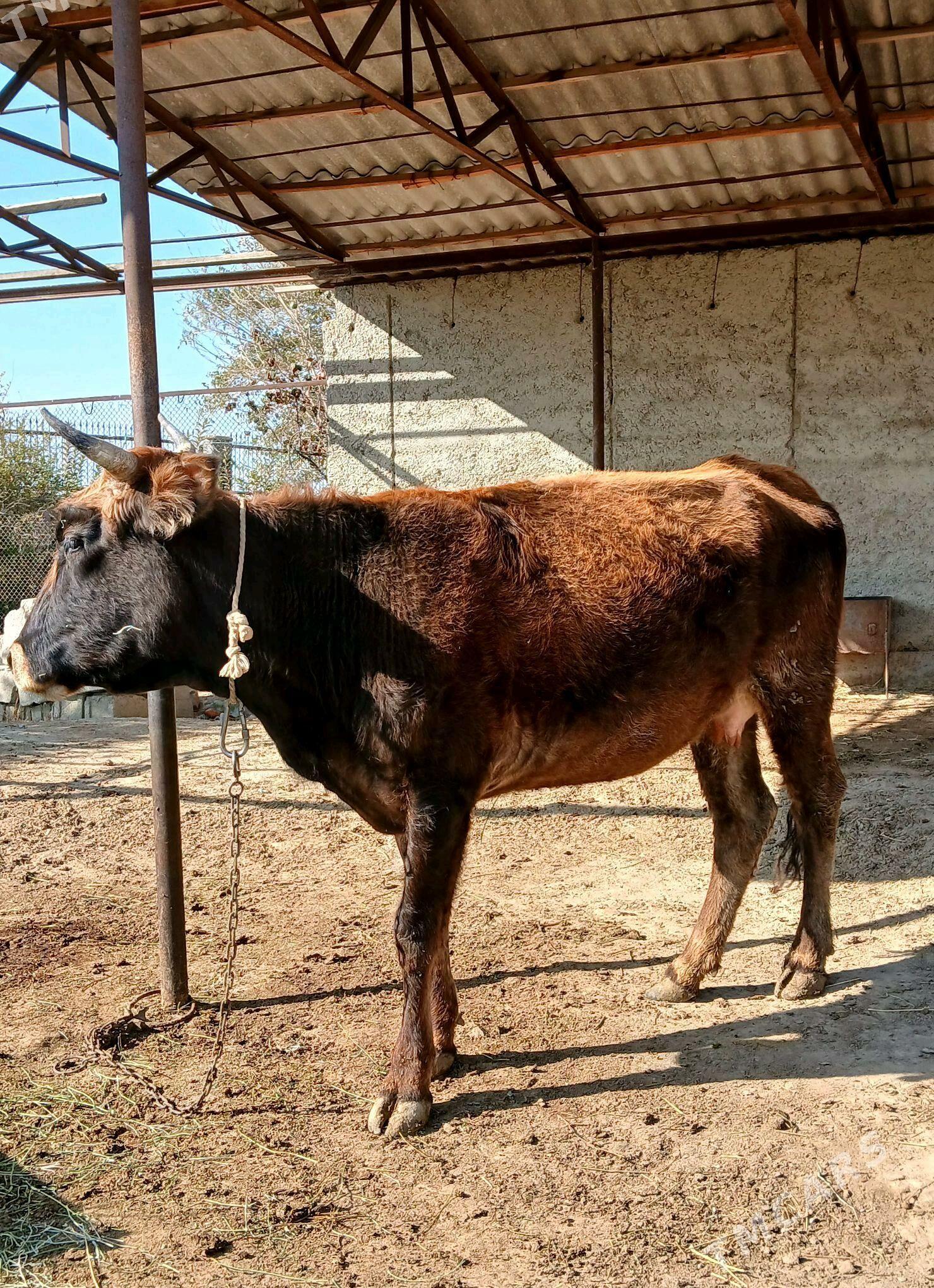 2 Gysyr sygyr (1guzlan) - Bäherden - img 5