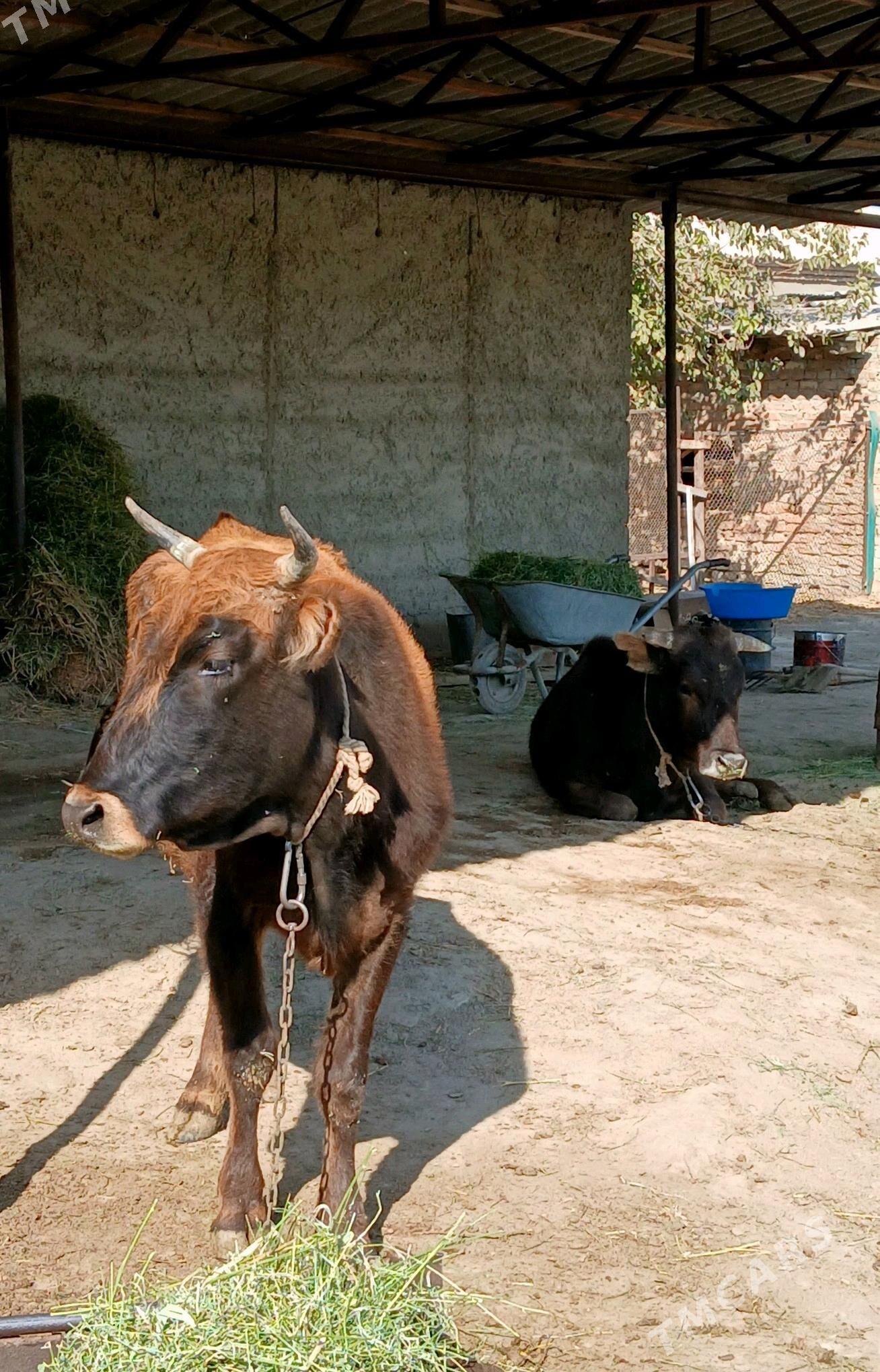 2 Gysyr sygyr (1guzlan) - Bäherden - img 1