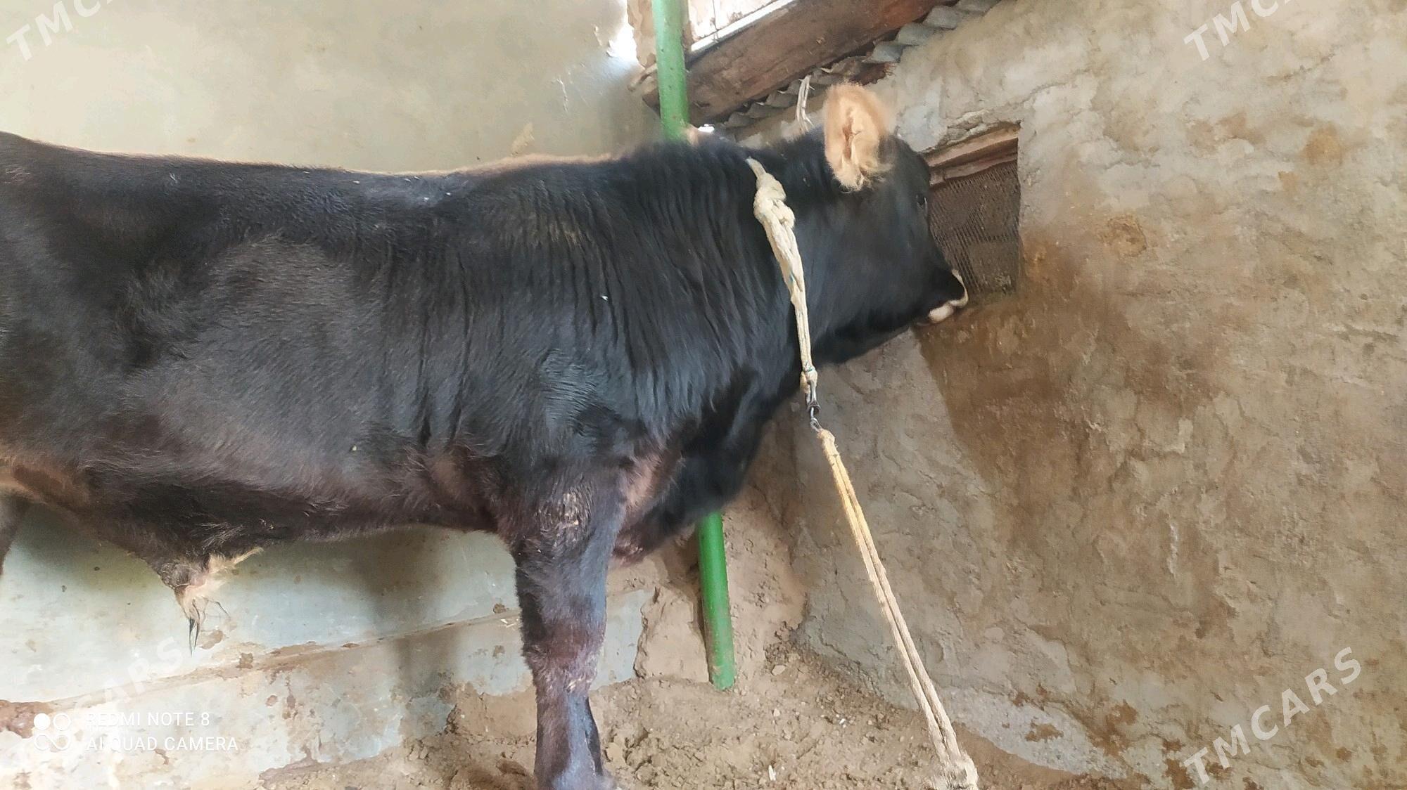 okuz - Çoganly - img 2