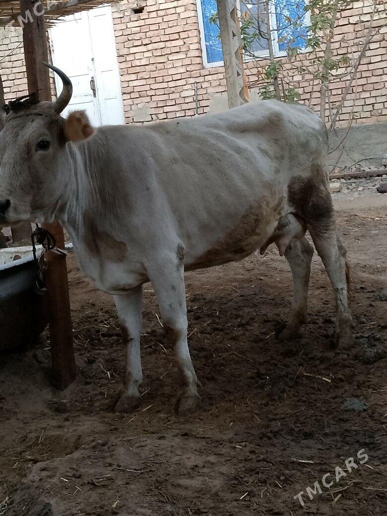 Göleli sygyr - Çoganly - img 4