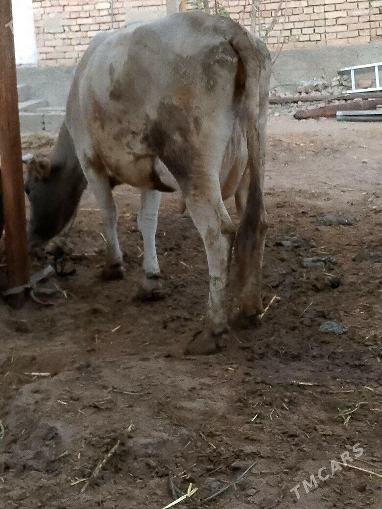 Göleli sygyr - Çoganly - img 2