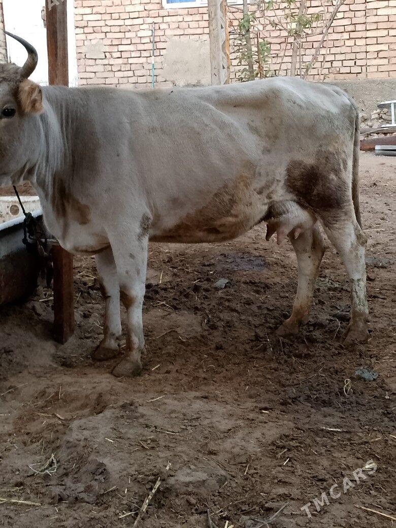 Göleli sygyr - Çoganly - img 3