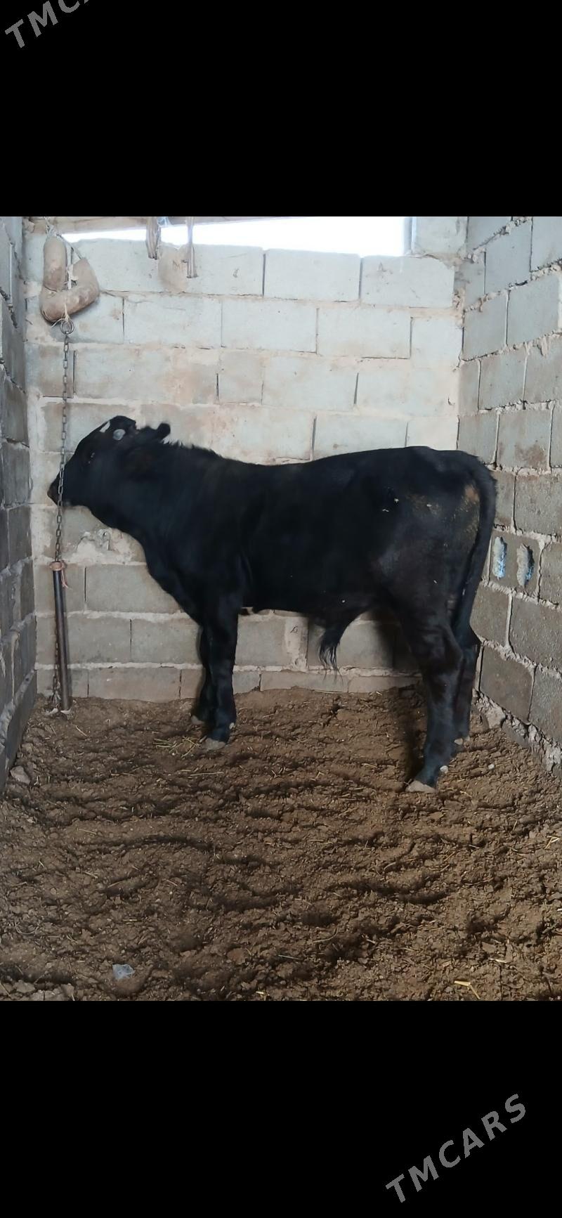 öküz - Гызыларбат - img 1