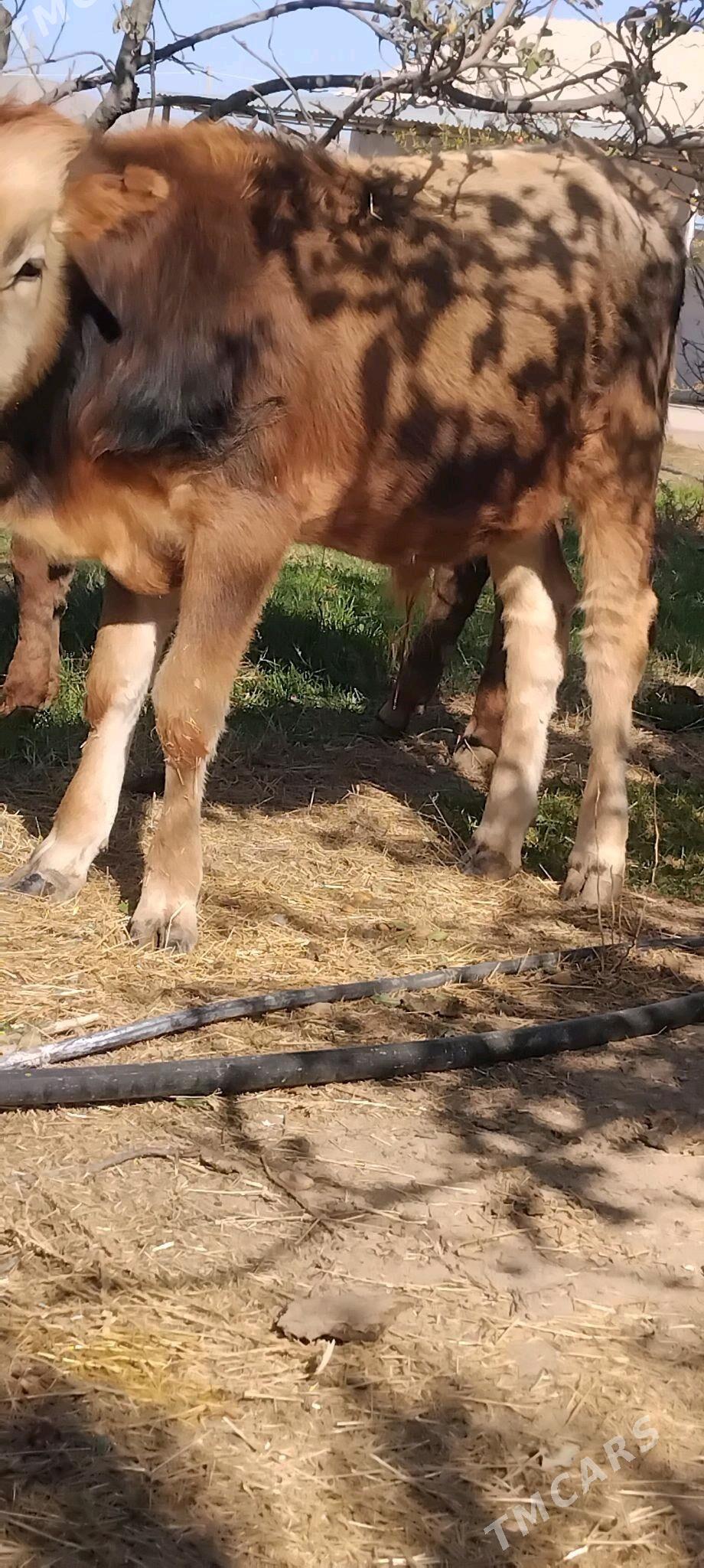 okuz - Gyzylarbat - img 2