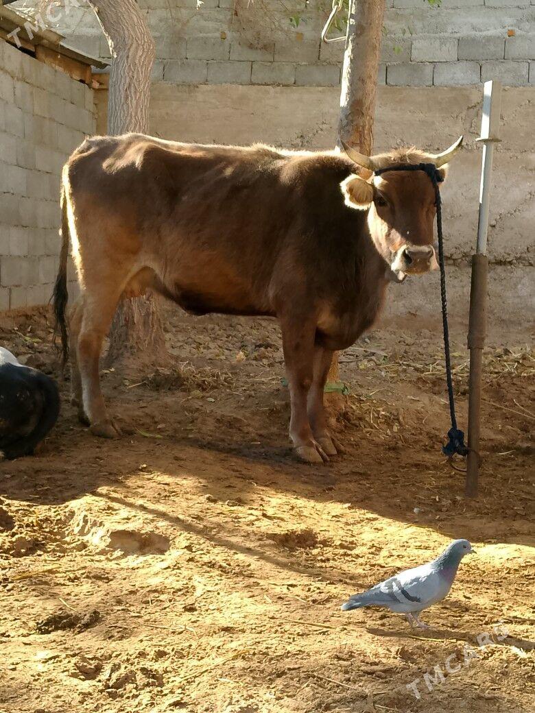 Sygyr - Чоганлы - img 1