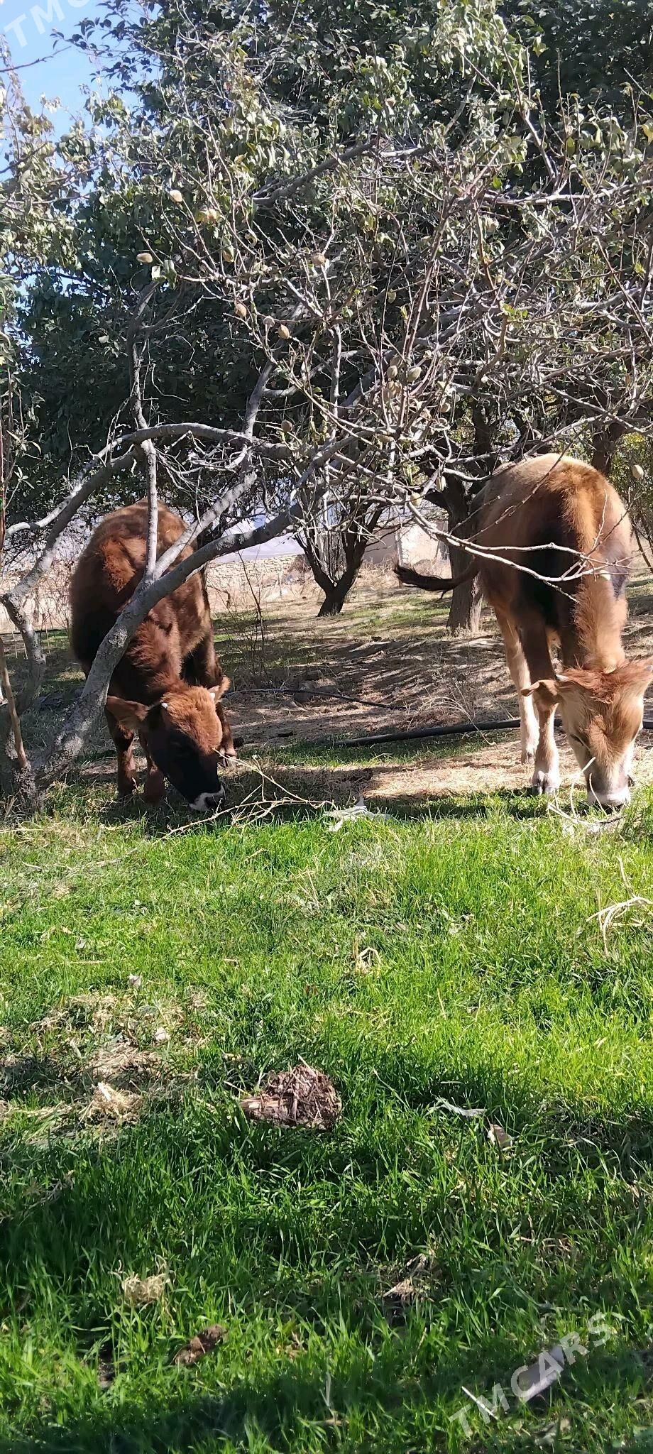 okuz - Gyzylarbat - img 4