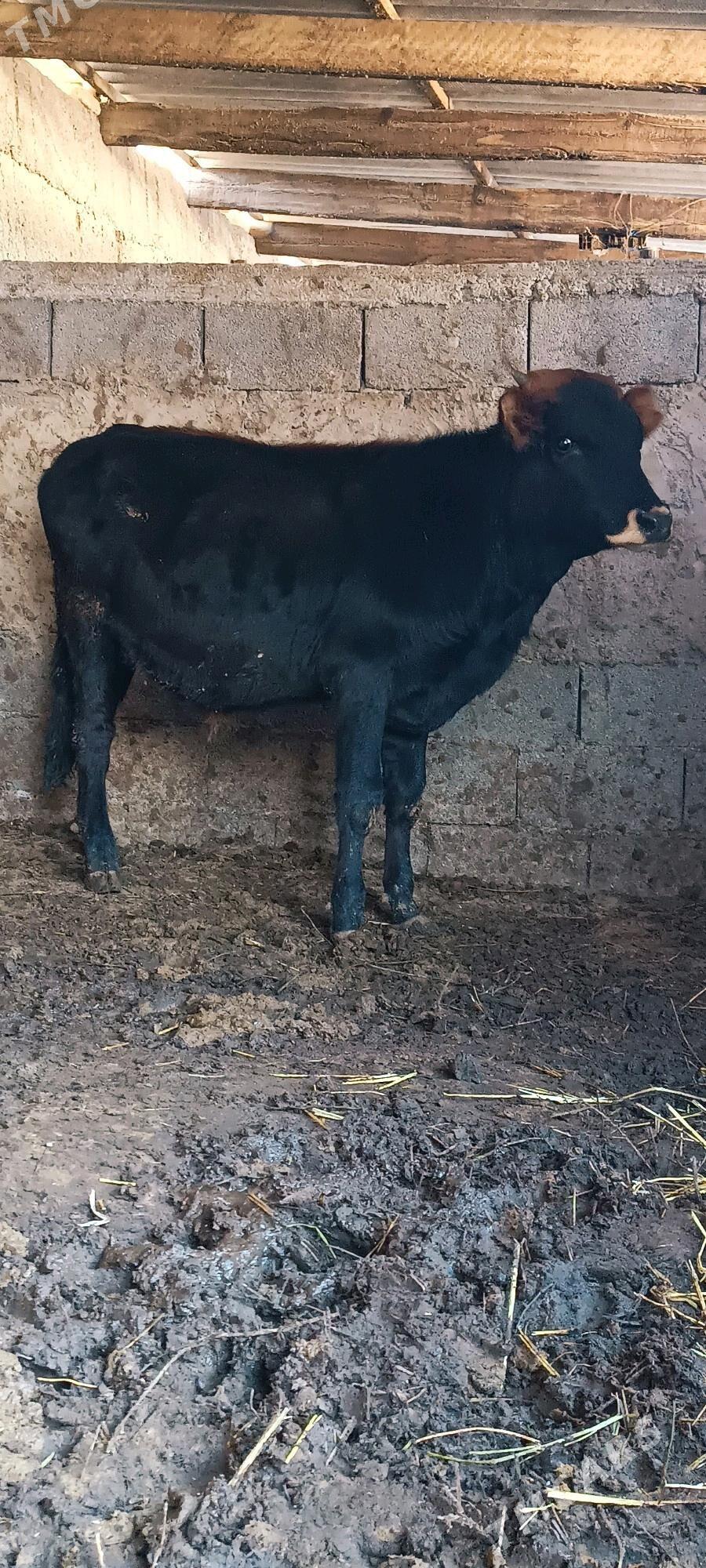 şiwes öküz - Büzmeýin - img 1