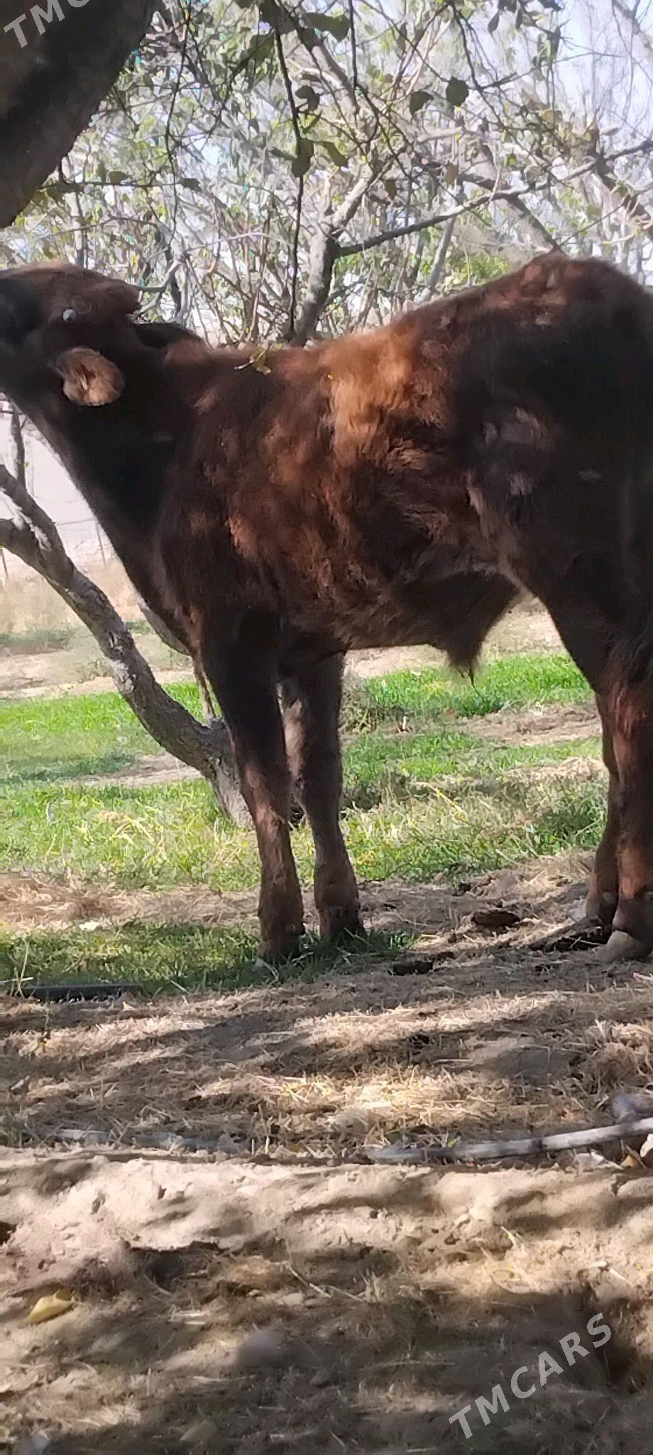 okuz - Gyzylarbat - img 5