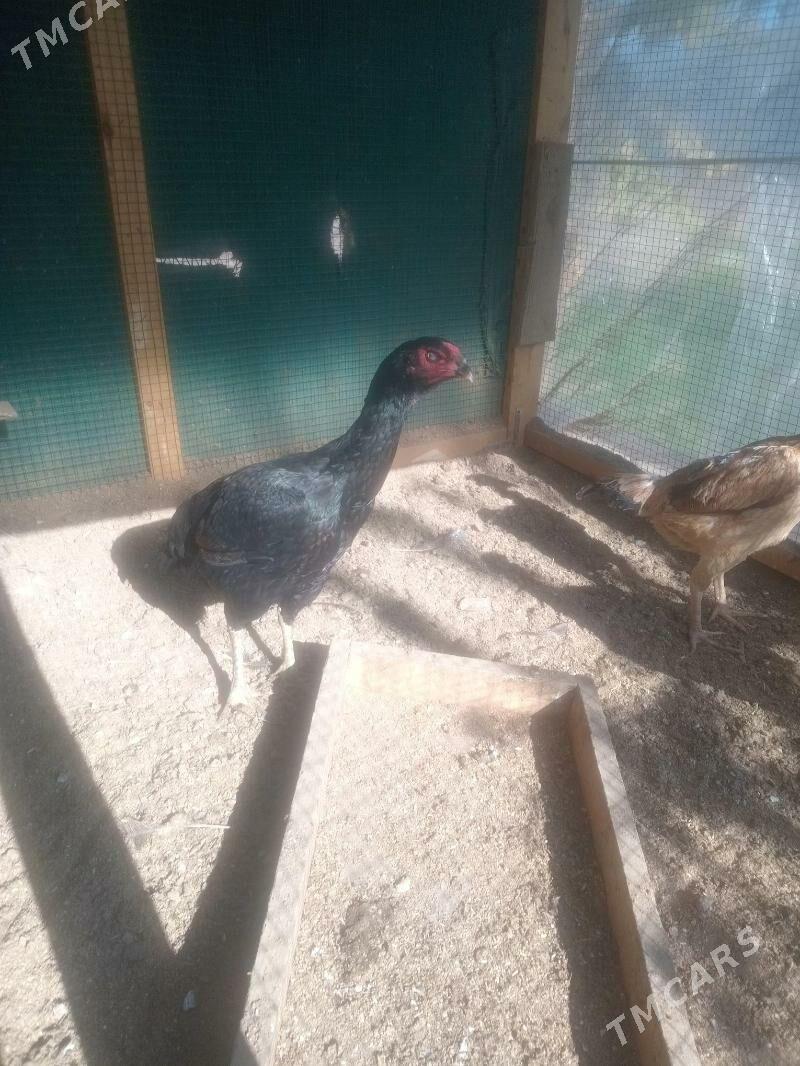 baysow towuklar - Çärjew - img 1