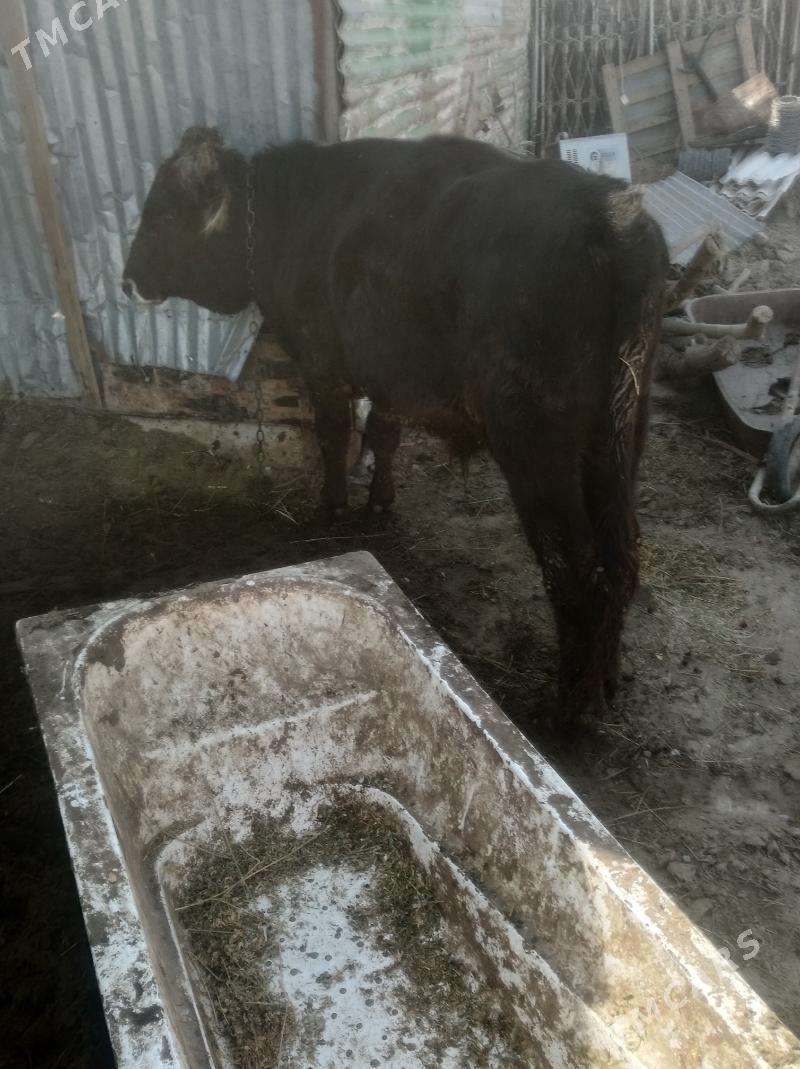 okuz - Ашхабад - img 3