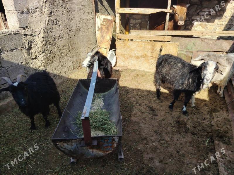 Geci - Balkanabat - img 4