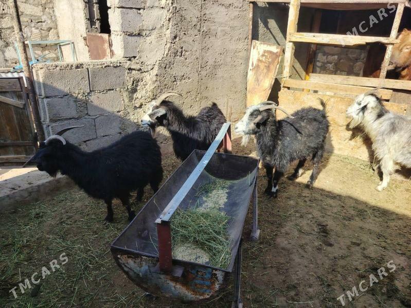 Geci - Balkanabat - img 2