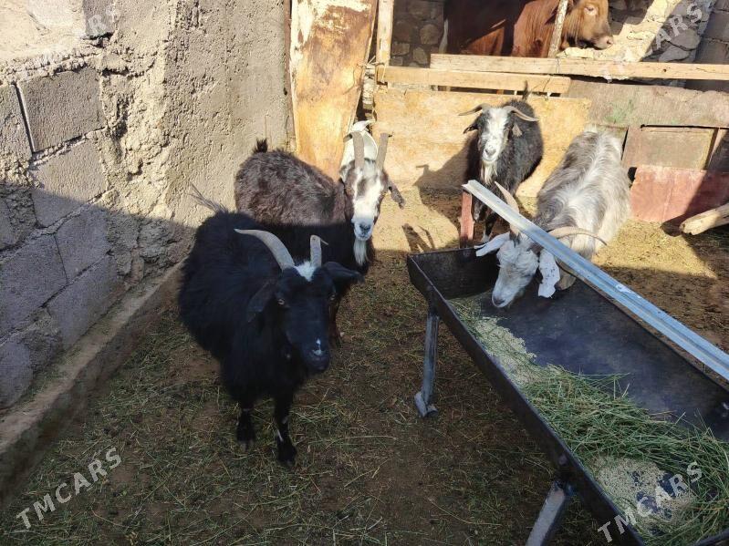 Geci - Balkanabat - img 1