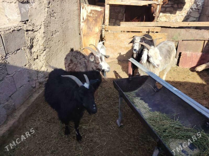 Geci - Balkanabat - img 3