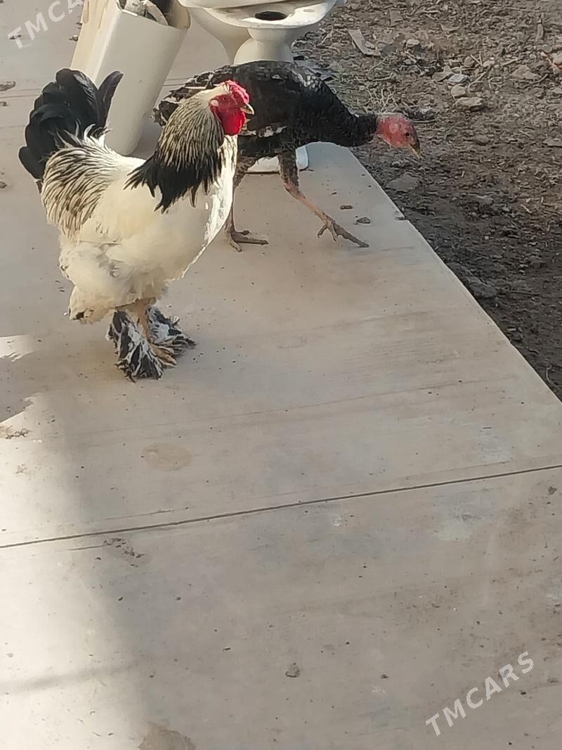 Tawuk - Şabat etr. - img 1