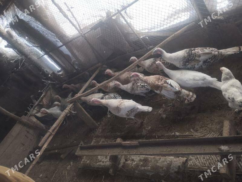 индук - Туркменабат - img 4