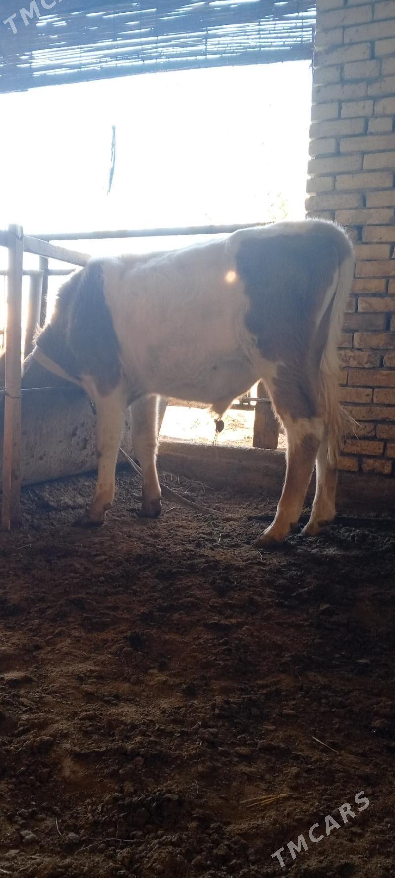 öküz - Мары - img 1