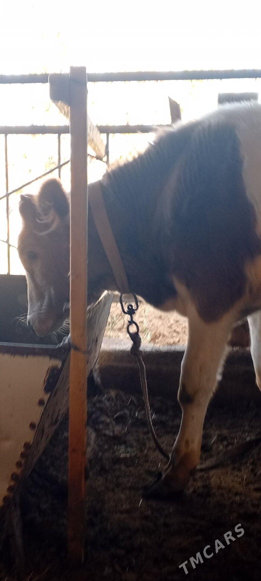 öküz - Мары - img 5