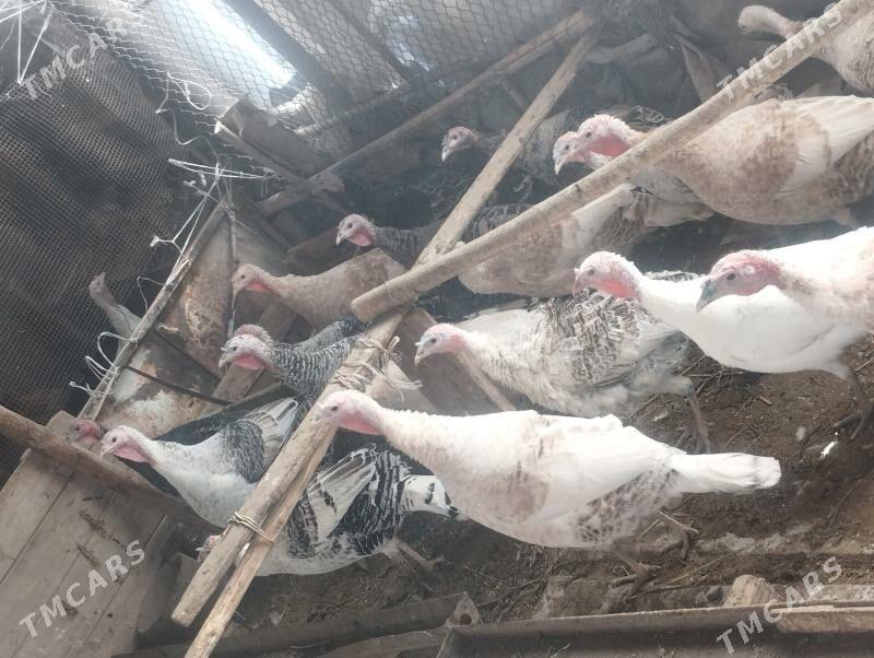 индук - Туркменабат - img 3