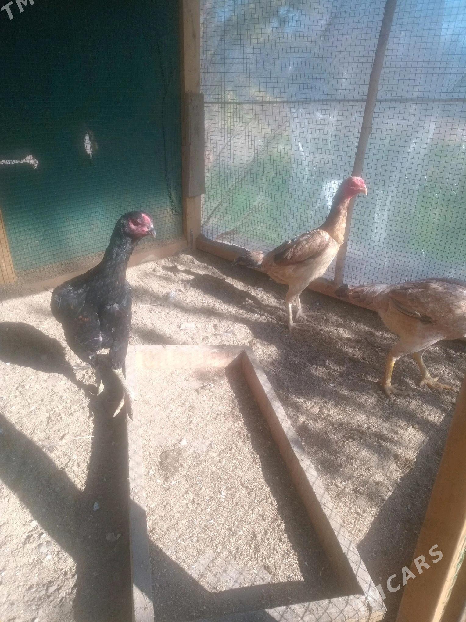 baysow towuklar - Çärjew - img 3