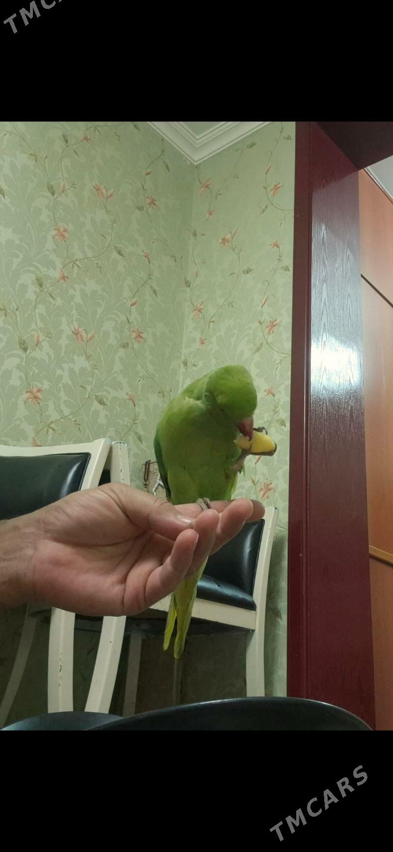Попугай - Aşgabat - img 3
