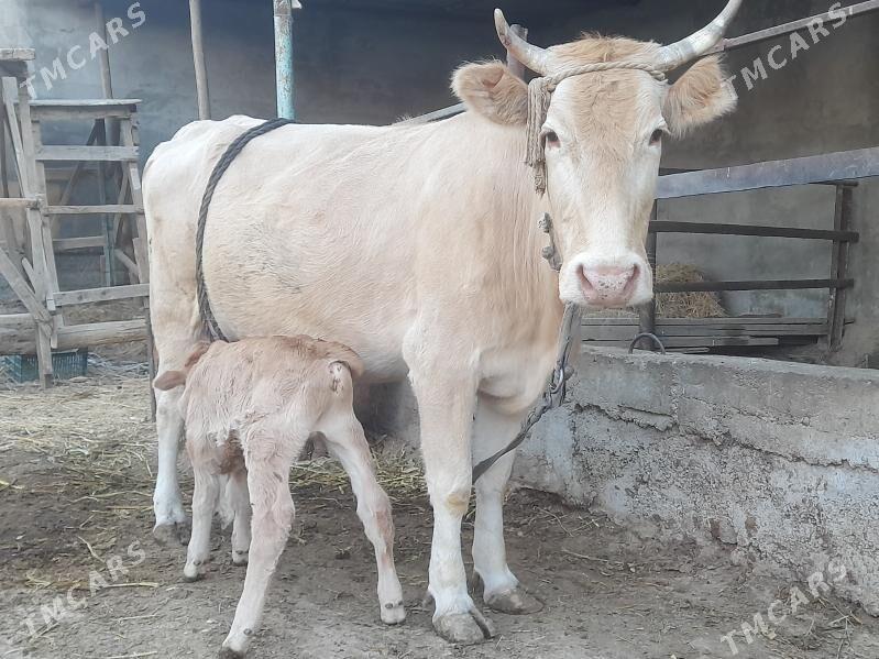 bakylan goleli sygyr - Ашхабад - img 3