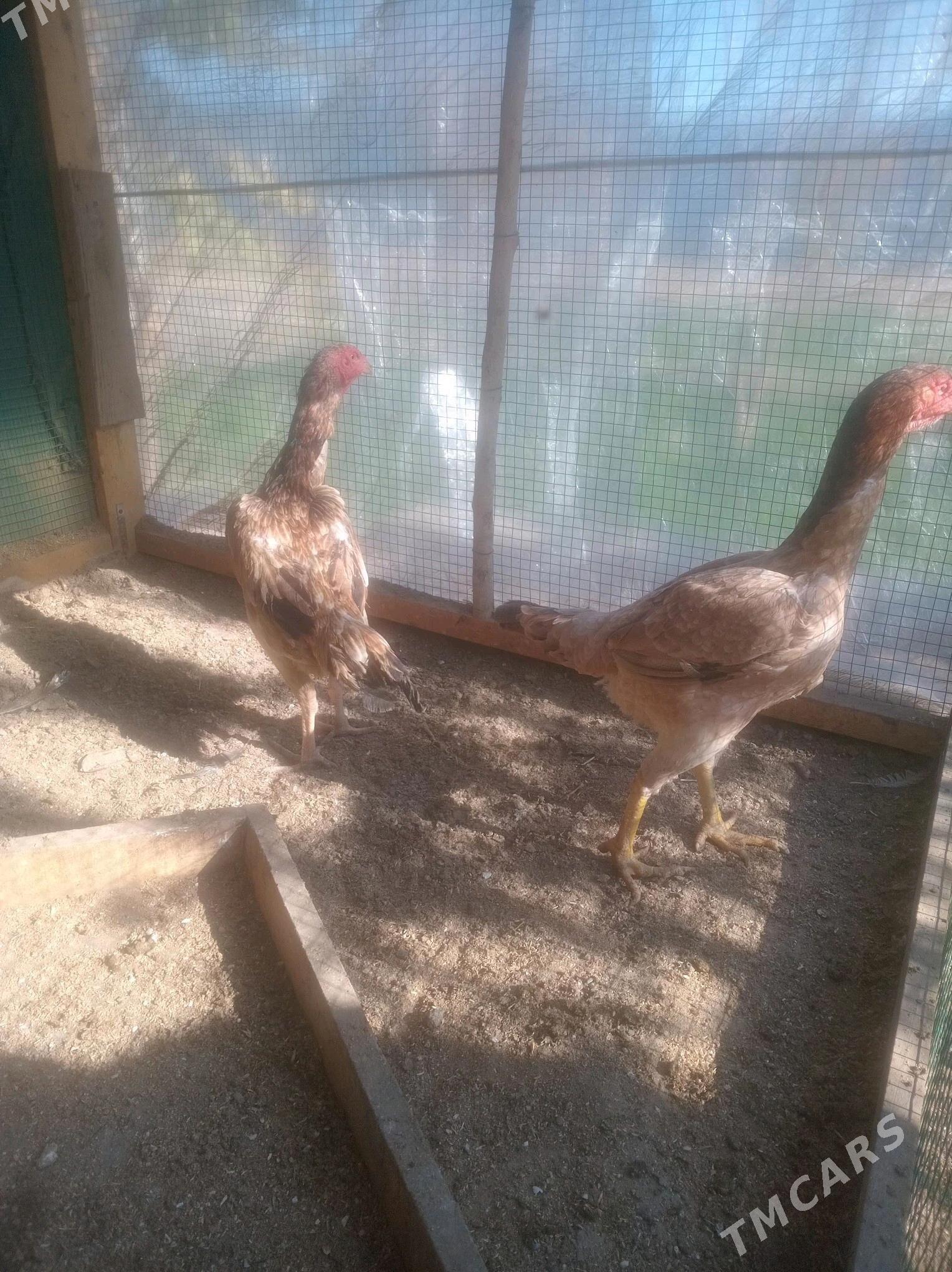 baysow towuklar - Çärjew - img 4