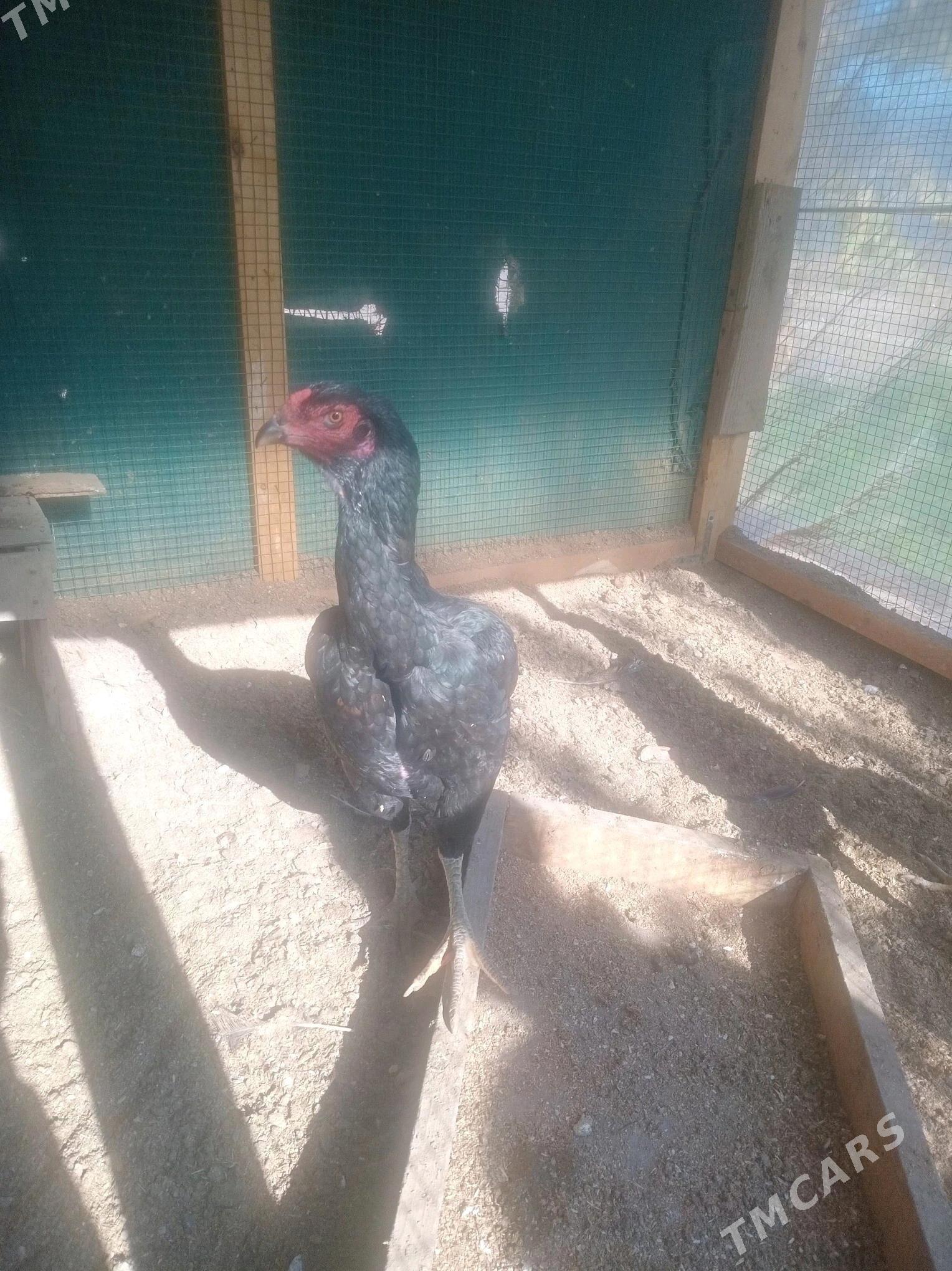 baysow towuklar - Çärjew - img 5