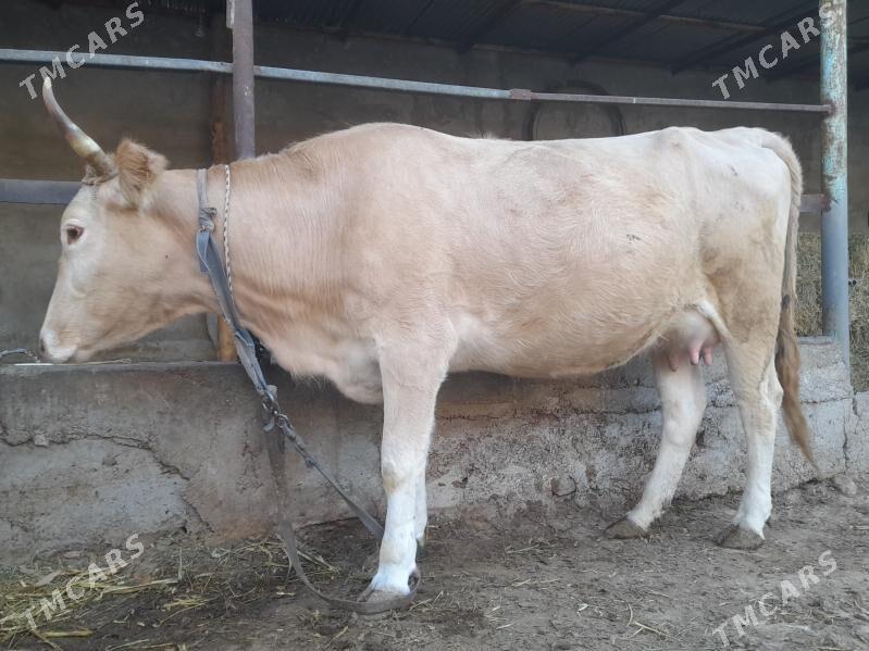 bakylan goleli sygyr - Ашхабад - img 2