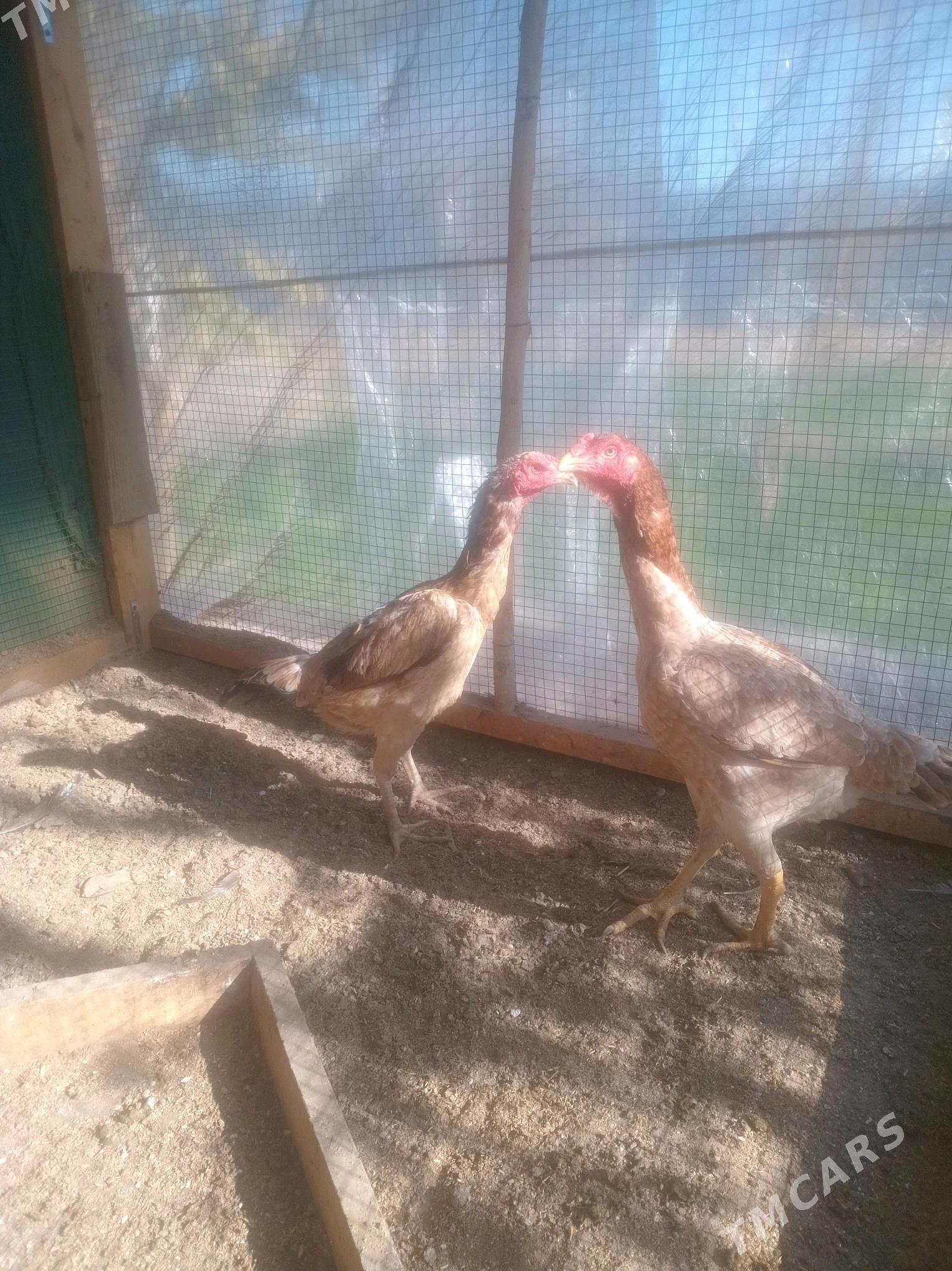 baysow towuklar - Çärjew - img 2