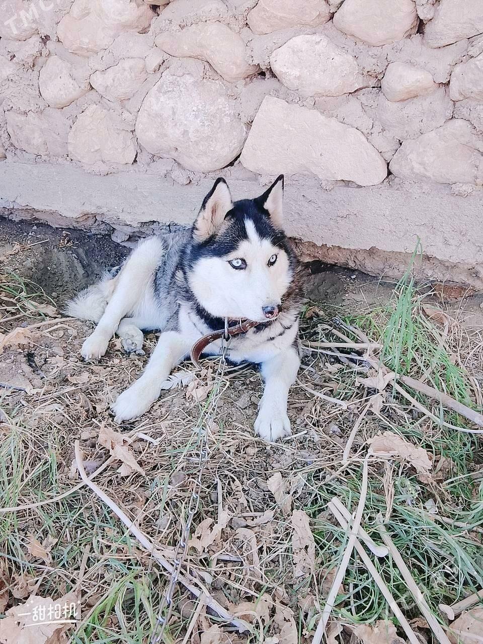 ORKACY HAYSKİ 1ÝAŞDAN GEÇEN - Балканабат - img 2