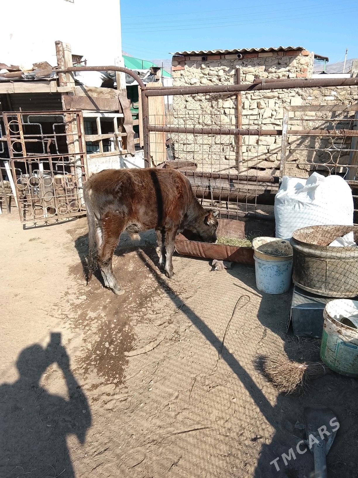 okuzçe 10 aýlyk - Балканабат - img 1