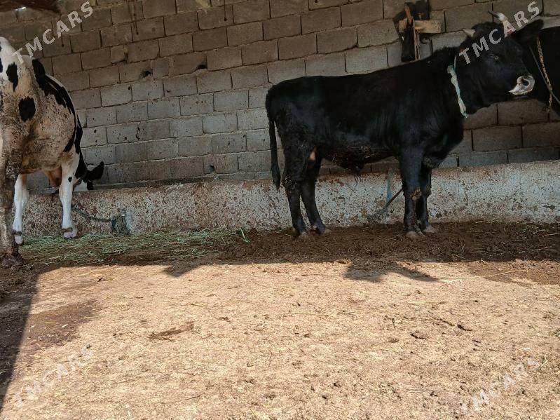 okuz - Бахарден - img 4