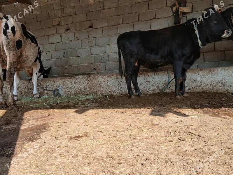 okuz - Бахарден - img 3