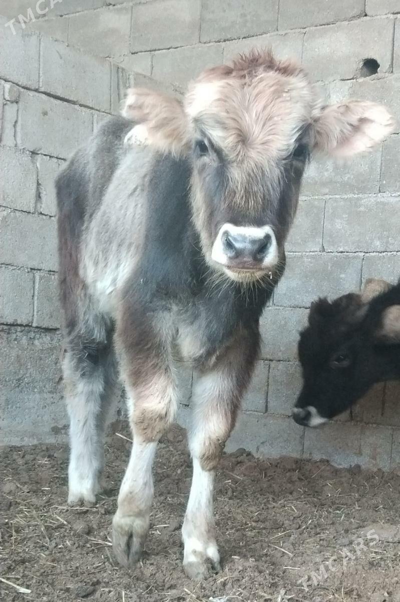 ŞİBES ÖKÜZ WE TÜWE - Бузмеин - img 4