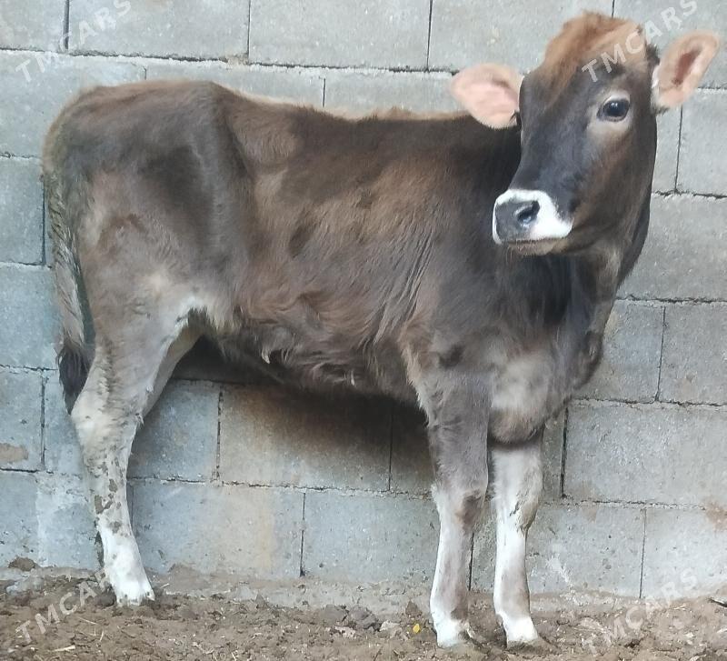 ŞİBES ÖKÜZ WE TÜWE - Бузмеин - img 5