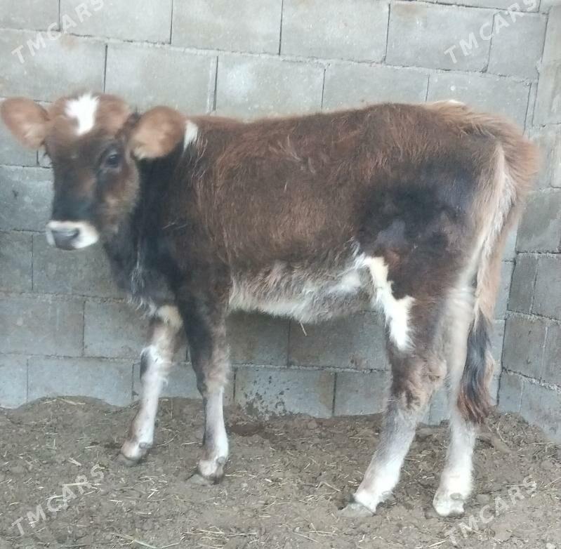 ŞİBES ÖKÜZ WE TÜWE - Бузмеин - img 1