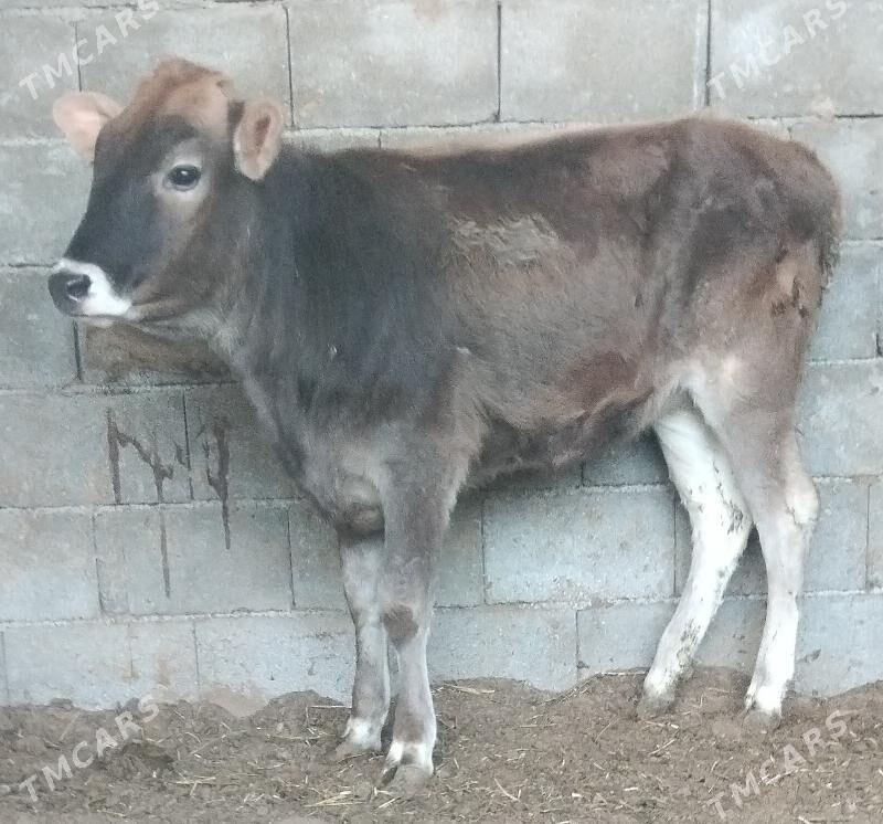 ŞİBES ÖKÜZ WE TÜWE - Бузмеин - img 2