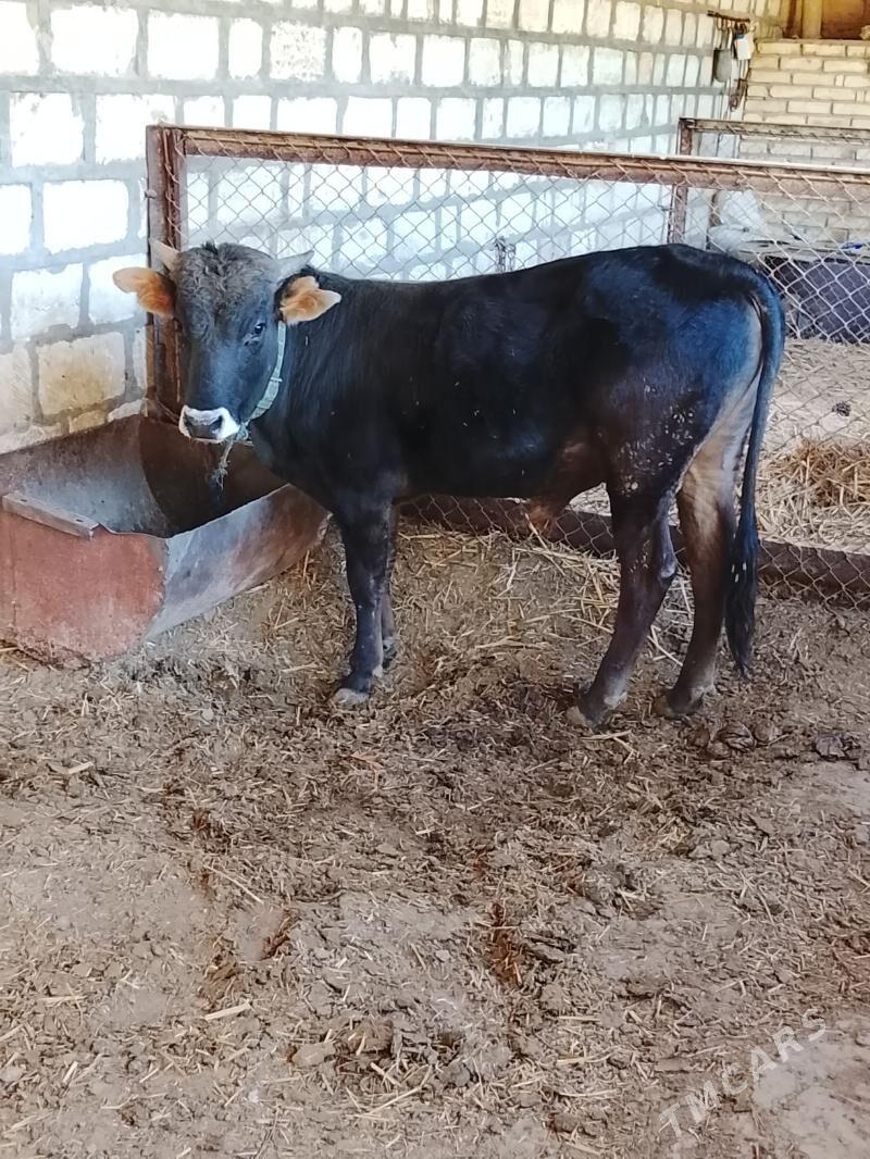 öküz - Гызыларбат - img 1